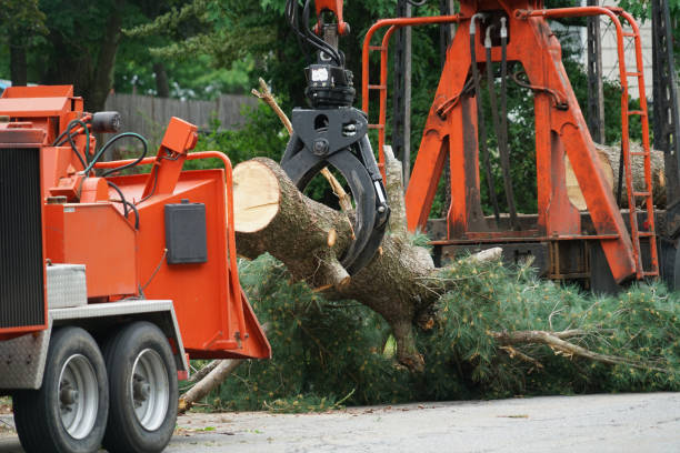  , USA Tree Services Pros